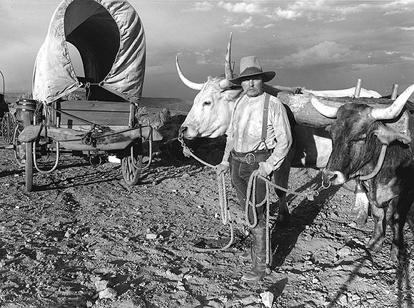 Butch Better and  his  oxen, Flagstaff Hill, Near Baker City, Oregon