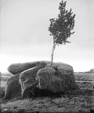 Lone  Tree at Sherman  Summit circa 1870, American Heritage Center  archives