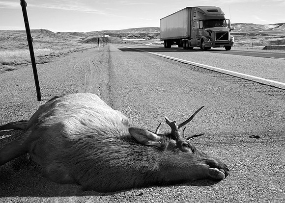 Elk road  kill,  near  Medicine Bow,  Wyoming