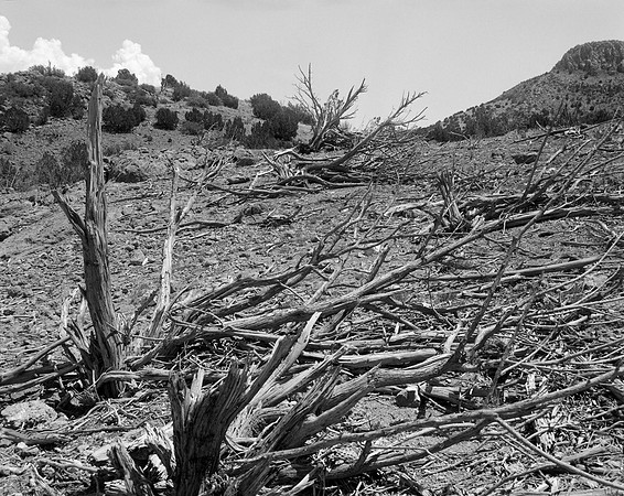 tree blast