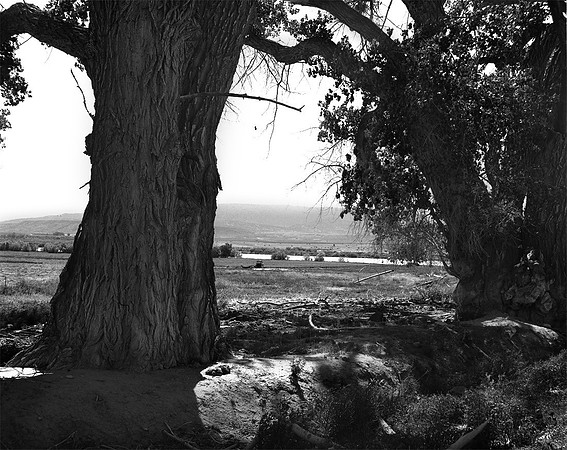Cottonwood trees at  Green River crossing