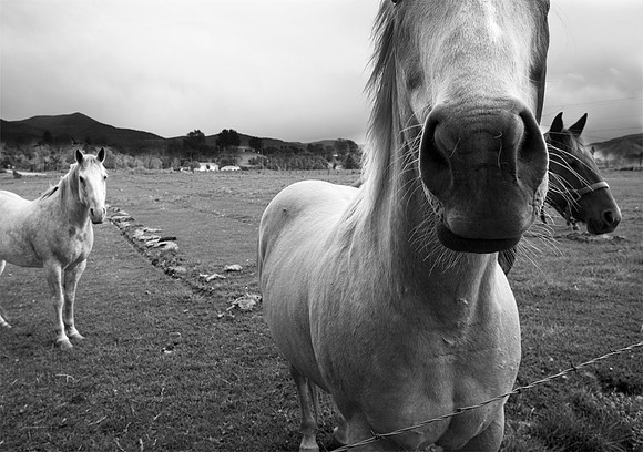 Horses at  Green River  Crossing
