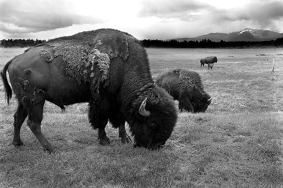 Free Range Buffalo, Montrose County, CO