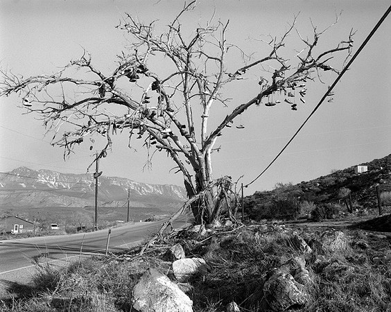 On trail, tree with shoes, Toquerville, Utah
