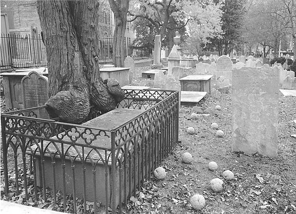 Osage orange tree grown  from sprig sent back by expedition, St. Peters cemetery, Philadelphia, PA