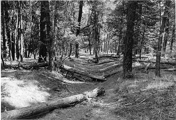 Trail  in Blue Mountains, Oregon